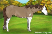 Horse Color:Liver Red Dun Sabino Splash 