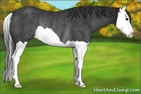 Horse Color:Black Splash Rabicano