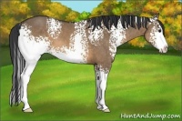 Horse Color:White Spotted Brown Dun Sabino