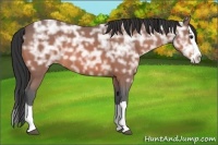 Horse Color:Bay Ice Roan Splash 
