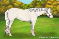 Horse Color:Cremello 