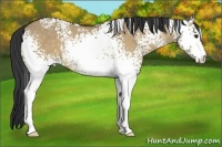 Horse Color:White Spotted Bay Dun