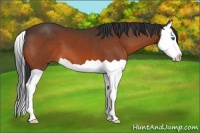 Horse Color:Bay Splash