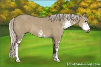 Horse Color:Silver Grullo Sabino 