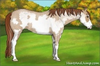 Horse Color:White Spotted Red Dun Roan Frame 