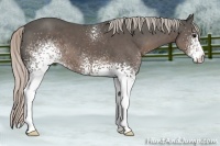 Horse Color:White Spotted Silver Black 