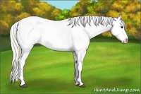 Horse Color:Silver Black Splash Appaloosa