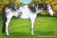 Horse Color:White Spotted Black 