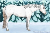 Horse Color:Chestnut Appaloosa