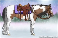 Horse Color:Buckskin Splash Tobiano Frame Rabicano 