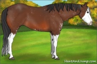 Horse Color:Bay Sabino Splash 