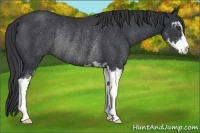 Horse Color:Black Sabino Rabicano 