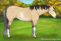 Horse Color:Bay Dun Sabino Splash Rabicano