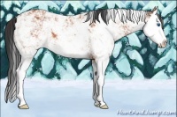 Horse Color:Bay Sabino Splash 