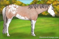 Horse Color:Bay Sabino Splash Appaloosa