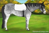 Horse Color:White Spotted Blue Roan 