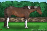 Horse Color:Liver Chestnut Sabino Tobiano 