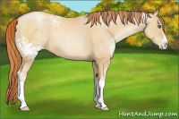 Horse Color:White Spotted Amber Champagne Pearl Splash 