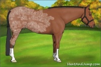 Horse Color:Bay Ice 
