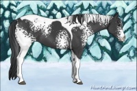 Horse Color:White Spotted Black Tobiano 