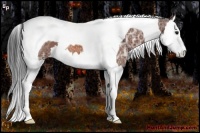 Horse Color:Bay Ice Splash Tobiano