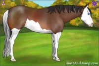 Horse Color:Bay Splash 