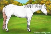 Horse Color:Bay Roan Appaloosa