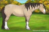 Horse Color:Amber Cream Champagne Roan