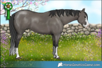 Horse Color:Grullo Splash 