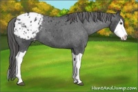 Horse Color:Black Splash Appaloosa 