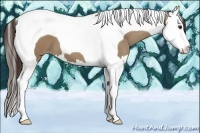 Horse Color:Classic Champagne Splash Tobiano 