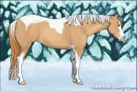 Horse Color:Gold Champagne Splash Tobiano