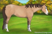 Horse Color:Amber Champagne Splash 