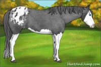 Horse Color:Black Splash Appaloosa 