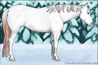 Horse Color:Grullo Splash Tobiano Appaloosa
