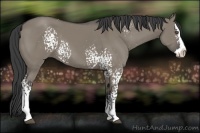 Horse Color:White Spotted Smoky Grullo Splash 