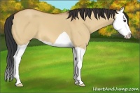 Horse Color:Bay Dun Splash 