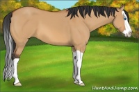 Horse Color:Bay Dun Splash