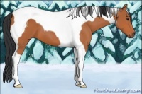 Horse Color:Bay Tobiano 