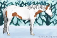 Horse Color:Bay Splash Tobiano