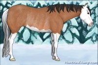 Horse Color:Bay Splash Rabicano