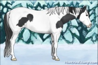 Horse Color:Black Sabino Splash Tobiano 