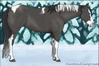 Horse Color:Black Splash Tobiano