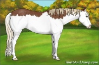 Horse Color:Chestnut Sabino Splash Rabicano 