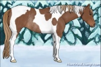 Horse Color:Chestnut Tobiano Rabicano