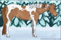Horse Color:Chestnut Tobiano