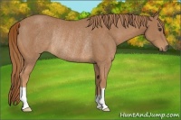 Horse Color:Chestnut Rabicano 