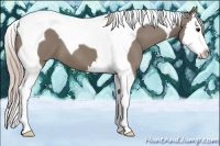 Horse Color:Silver Grullo Splash Tobiano 