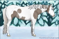 Horse Color:Silver Grullo Splash Tobiano Rabicano