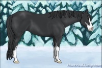 Horse Color:Black Sabino